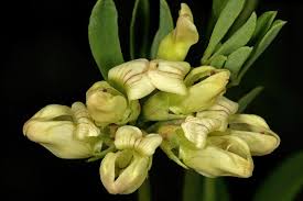 Image result for Lotus discolor