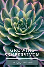 See more ideas about hen care, farm fresh eggs, chickens. Hens And Chicks Plants Care Tips More Kellogg Garden Organics