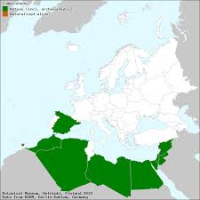 Image result for Commicarpus grandiflorus