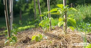 Die praktischen helfer mähen nahezu durchgängig. Mulchen Im Naturlichen Biogarten Wie Warum Wann Womit