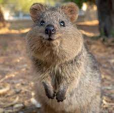 Here S Your Weekly Dose Of Cute 33 Quokka Animal Cute Animals Funny Animals