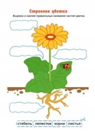 Строение цветка рисунок для детей - Выращивание из Семян!