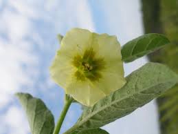 Image result for Physalis viscosa