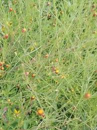 Image result for Schkuhria pinnata