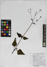 Image result for Adenostemma mauritianum