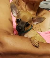 Chihuahuas also can be loving and loyal companions. Chihuahua Puppies For Sale Selma Nc 304196 Petzlover