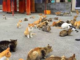 Access Denied Cat Island Cat Island Japan Cats