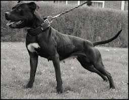 American Pitbull Terrier Black And White Pin En American Pit Bull Terrier Apbt Game Dog Working Pitbull Conditioned Apbt Pitbull Bull Dogs Pitbull Dog Red Nose Adba