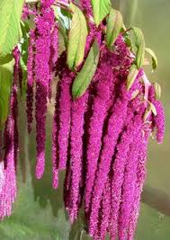 I have tried growing this plant many times before, and never had much success at getting it to bloom. 8 Best Chenille Plant Ideas Chenille Plant Planting Flowers Flower Garden