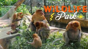 Lok kawi wildlife park in malaysia is quite popular among nature lovers and wildlife enthusiasts. Lok Kawi Wildlife Park Youtube