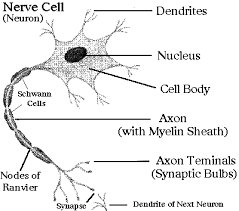 Neurons receive signals from outside stimuli or cells and transmit that information through. Neuron The School Of Biomedical Sciences Wiki
