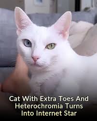Cat With Extra Toes Due To Heterochromia Was Abandoned In The Streets  Before She Became A Social Media Star 😻 check comments 👇