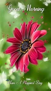 1,934 best good morning free video clip downloads from the videezy community. Good Morning Landscape Pictures