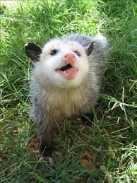 A Possum I Think Cute Animals Animals Wild Animals