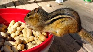 That is truly fantastic news! Chipmunks Eat Acorns And Nuts Jukin Media Inc