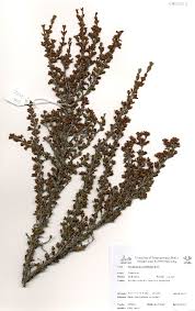 Image result for Myrothamnus flabellifolius
