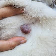 Image result for mastocytoma in dogs
