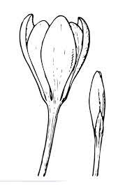 Coloriage Le Crocus Img 22346 Coloriage Comment Dessiner Une Fleur Feutres Alcool
