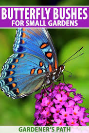 Best 6 Perennial Bushes To Attract Butterflies Butterfly Garden Plants Butterfly Bush Plants That Attract Butterflies