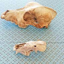 How To Clean Animal Bones For Display | Empress Of Dirt