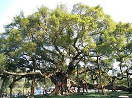 Big Banyan Tree In 2021 Popular Travel Destinations Guilin Popular Travel