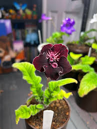 Image result for Streptocarpus goetzei