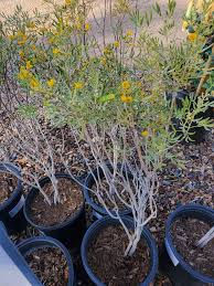 Image result for Cassia burttii