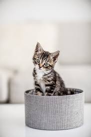 Sir remington is a gray and white domestic longhair. Shop Local Support Local Apa Adoption Center