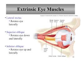 What Are The 6 Extrinsic Muscles Of The Eye And Their