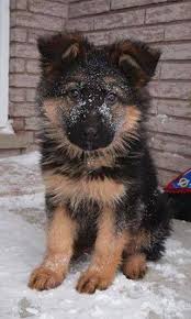 It Looks Just Like Lucy My Dog Named Lucy Beautiful Dogs Cute Dogs Cute Puppies