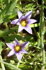 Image result for Romulea