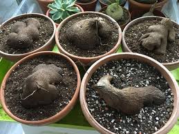 Image result for Dioscorea sylvatica