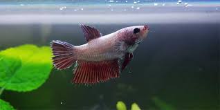 Betta Fish Anatomy Plus Male And Female Differences Bettafish Org