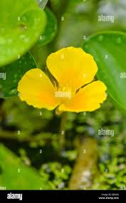 Image result for Limnocharitaceae