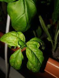 Maybe you would like to learn more about one of these? What Are These Black And White Spotted Areas Leaves On My Basil Plant Gardening Landscaping Stack Exchange