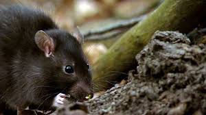 Types of mice in australia. Wood Mouse Rodent Britannica