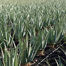 Image result for Aloe carnea