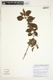 Image result for Achyrospermum schimperi