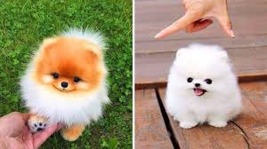 Check spelling or type a new query. Mini Pomeranian Cute Baby Pomeranian Puppies Novocom Top