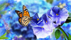 They feed on the nectar of a wide variety of flowers, including the. Beautiful Butterfly Flowers Image Amazing Monarch Butterfly Stock Photo Picture And Royalty Free Image Image 147143280