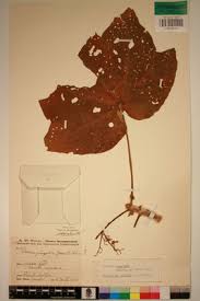 Image result for Sterculia quinqueloba