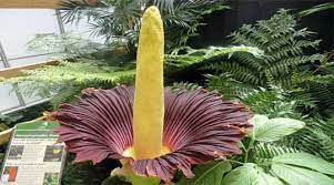 Rare Corpse Flower Blooms Z6 Mag