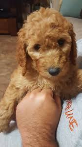 Maybe you would like to learn more about one of these? Goldendoodle Puppies For Sale Houston Tx 301537