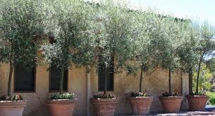 Arbequina Olive Trees Olive Trees Landscape Tuscan Landscaping Olive Trees Garden