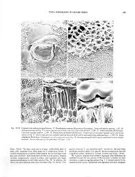 Image result for Decorsea schlechteri