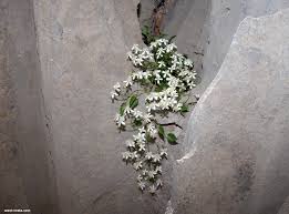 Nice low mounding clematis (1 foot). Clematis Elisabethae Carolae