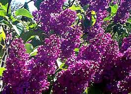 Bloomerang dark purple lilac monrovia bloomerang dark. Purple Lilacs Hulda Klager Lilac Gardens