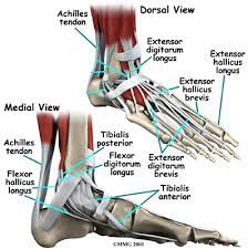 It is through tendons that muscles transmit force and make movement possible. A Patient S Guide To Foot Anatomy 2020 Orthonorcal Los Gatos Capitola Morgan Hill Watsonville Ca