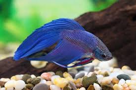 Now, let us start a. 160 Best Betta Fish Names For Your Fiery Friend Fishkeeping World