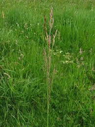 Image result for Agrostis isopholis